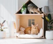 Diseñar tu hogar a la medida de tu mascota: los primeros pasos